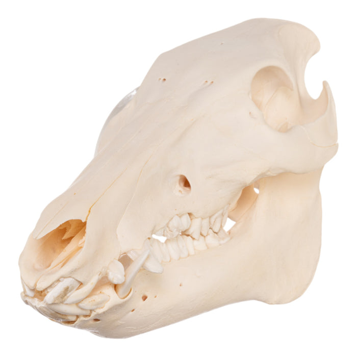 Real Domestic Pig Skull - Adolescent