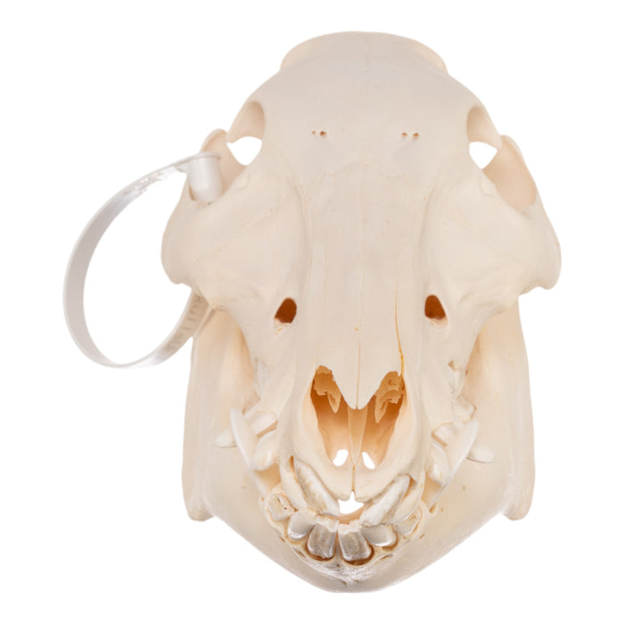 Real Domestic Pig Skull - Adolescent