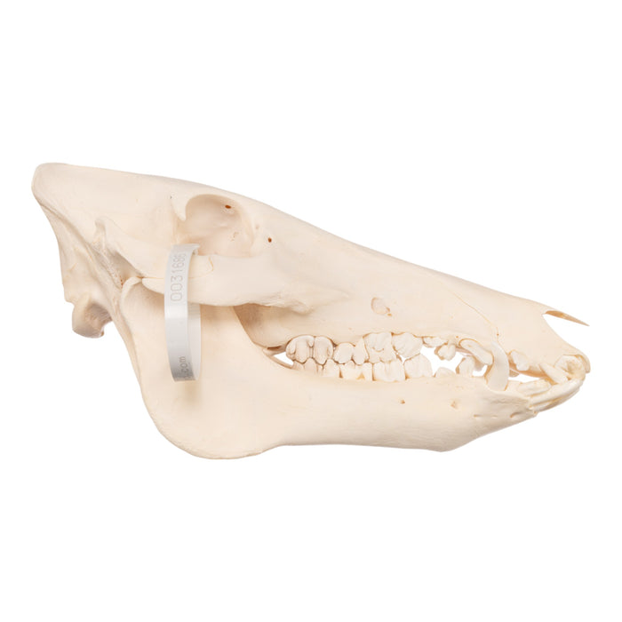 Real Domestic Pig Skull - Adolescent