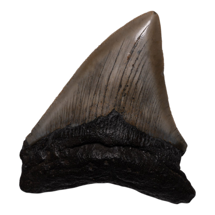 Real Megalodon Tooth