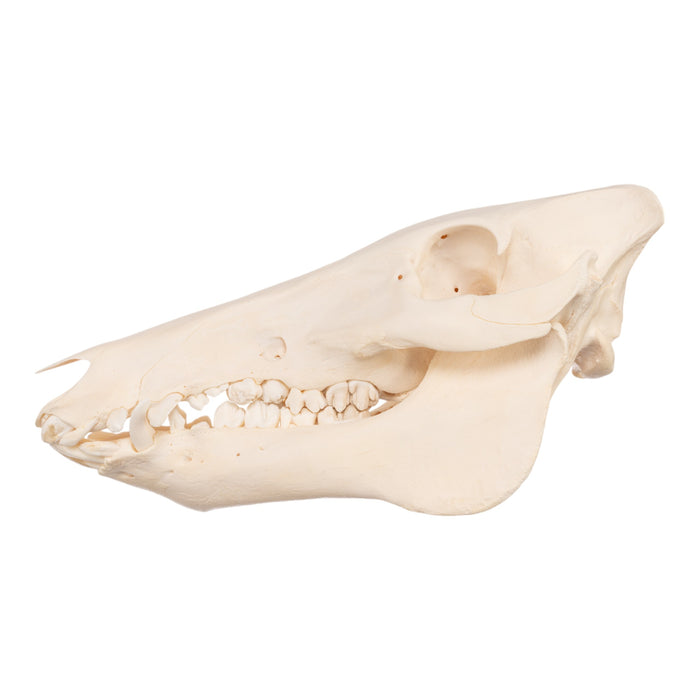 Real Domestic Pig Skull - Adolescent