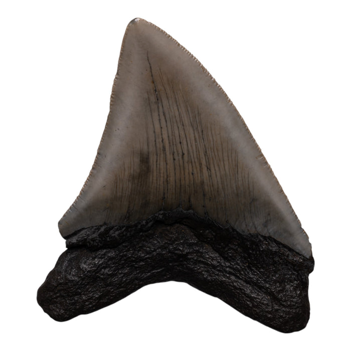 Real Megalodon Tooth