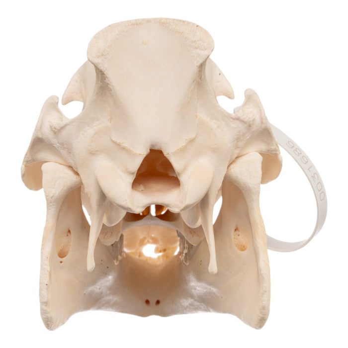 Real Domestic Pig Skull - Adolescent