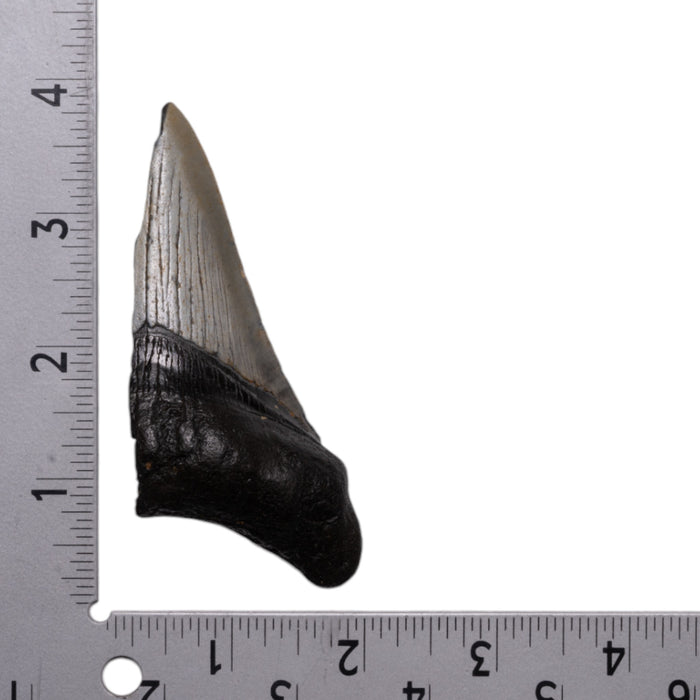 Real Megalodon Tooth - Half