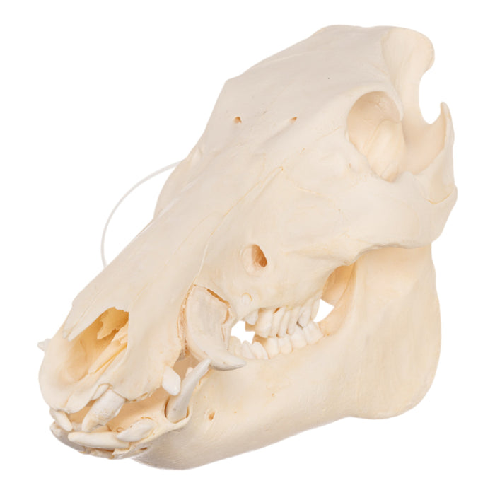 Real Domestic Pig Skull - Adolescent