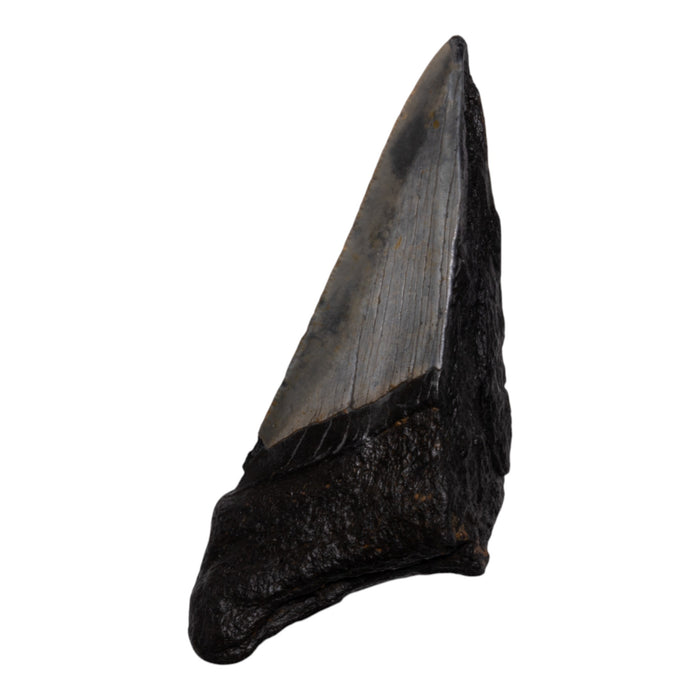 Real Megalodon Tooth - Half