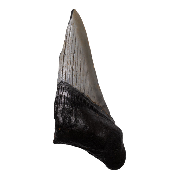 Real Megalodon Tooth - Half