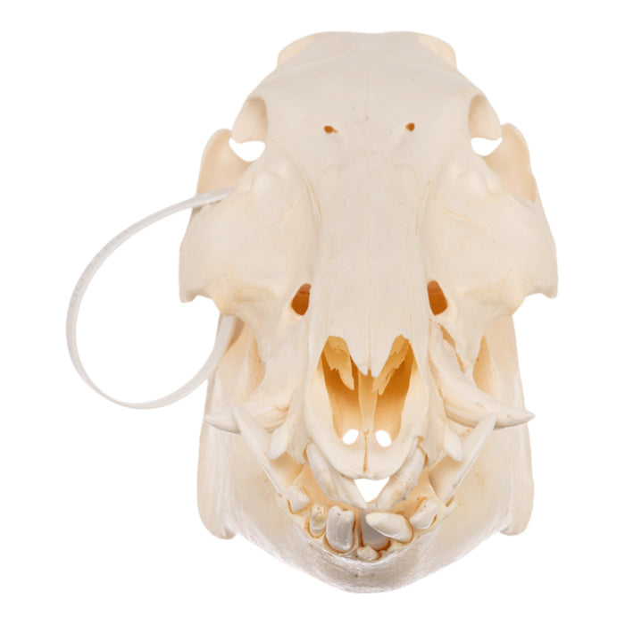 Real Domestic Pig Skull - Adolescent