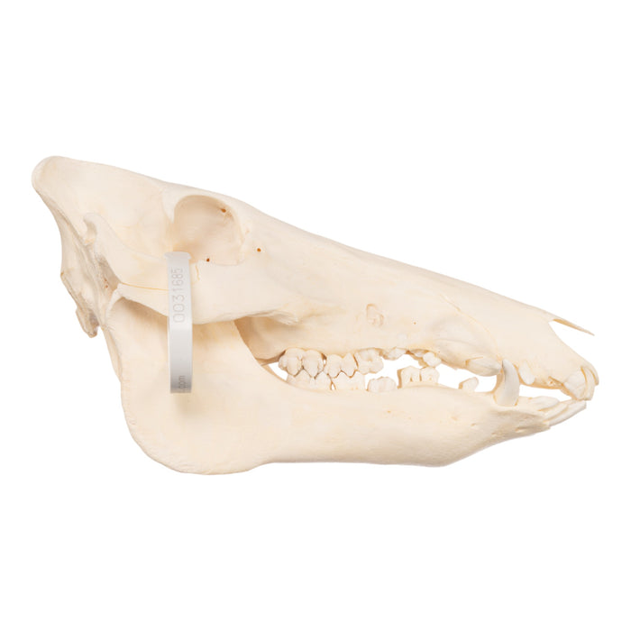 Real Domestic Pig Skull - Adolescent