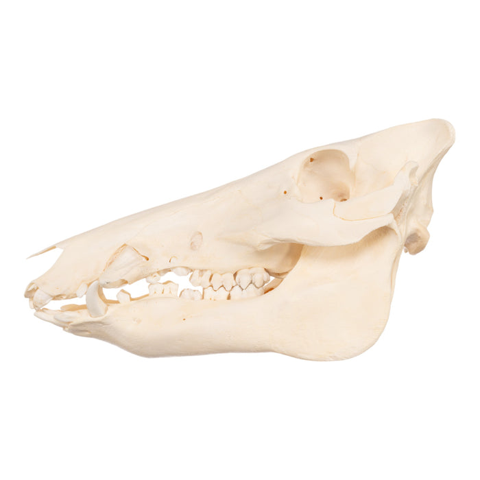 Real Domestic Pig Skull - Adolescent