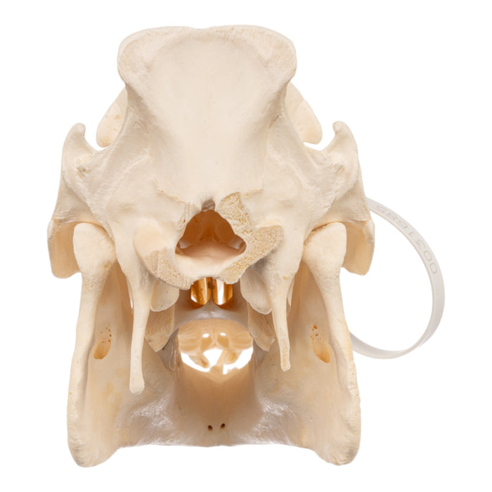 Real Domestic Pig Skull - Adolescent