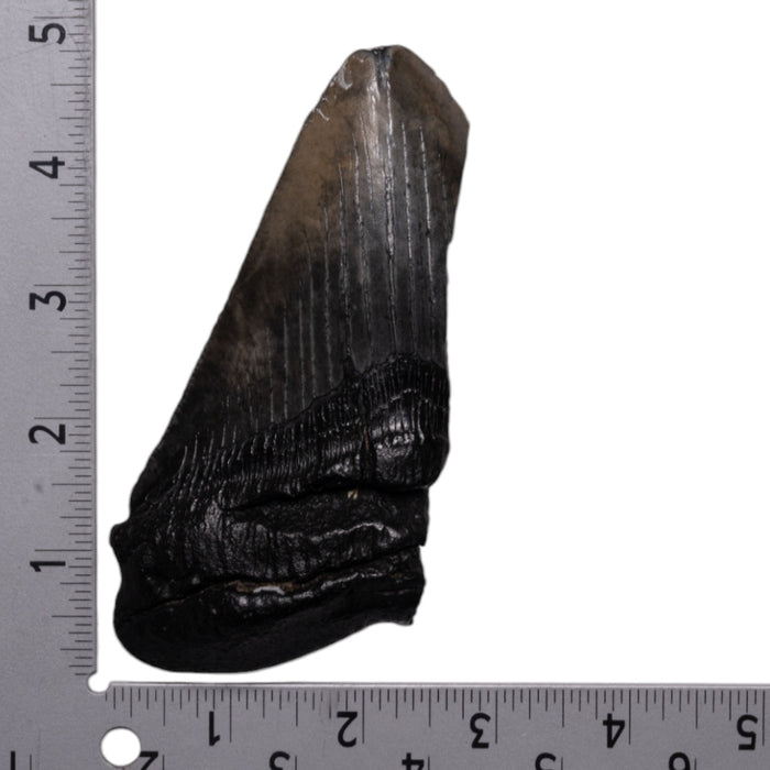 Real Megalodon Tooth - Half