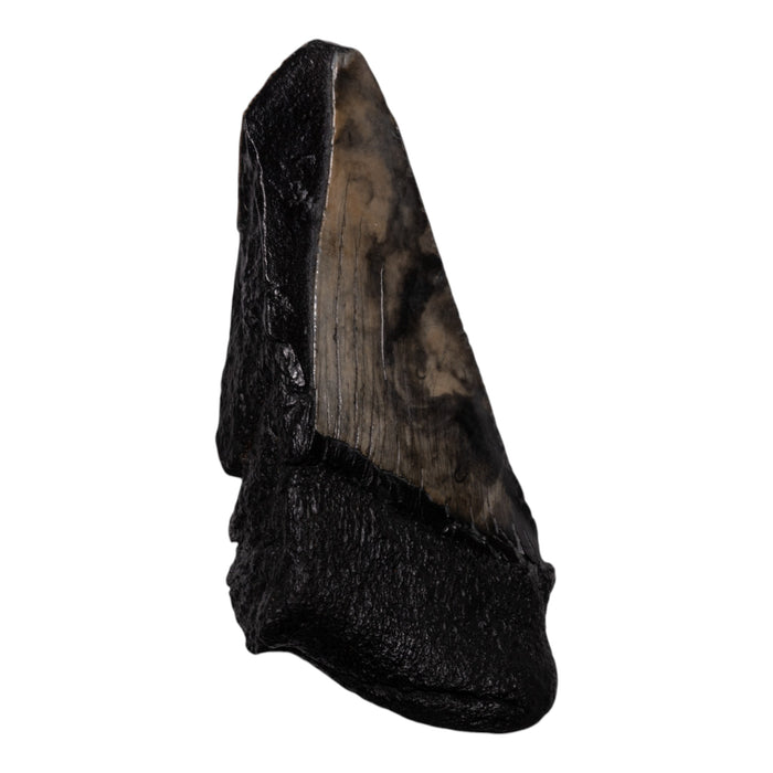 Real Megalodon Tooth - Half