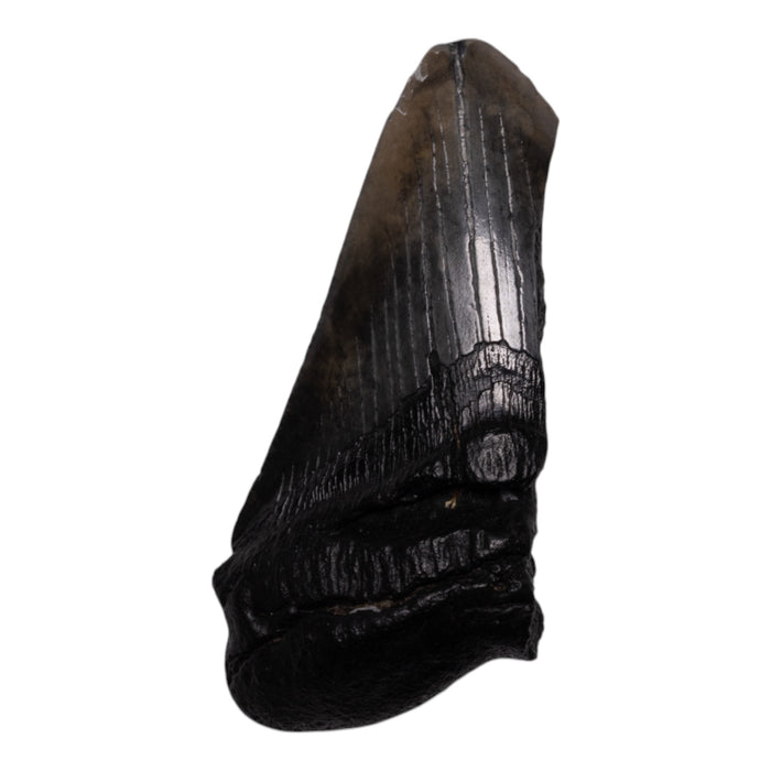 Real Megalodon Tooth - Half