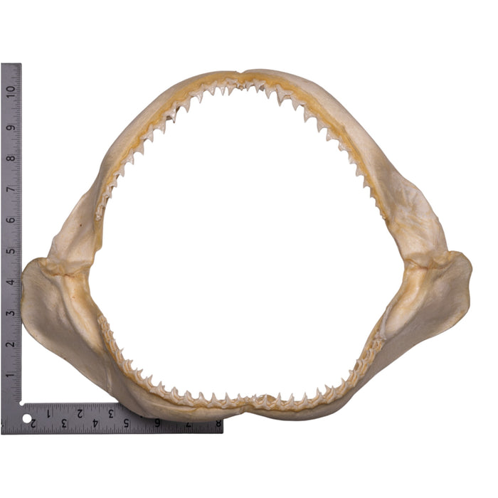 Real Copper Shark Jaw (14")