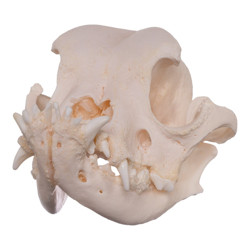 Real Domestic Dog Skull - English Bulldog (Periodontal)