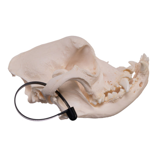 Real Domestic Dog Skull - English Bulldog (Periodontal)