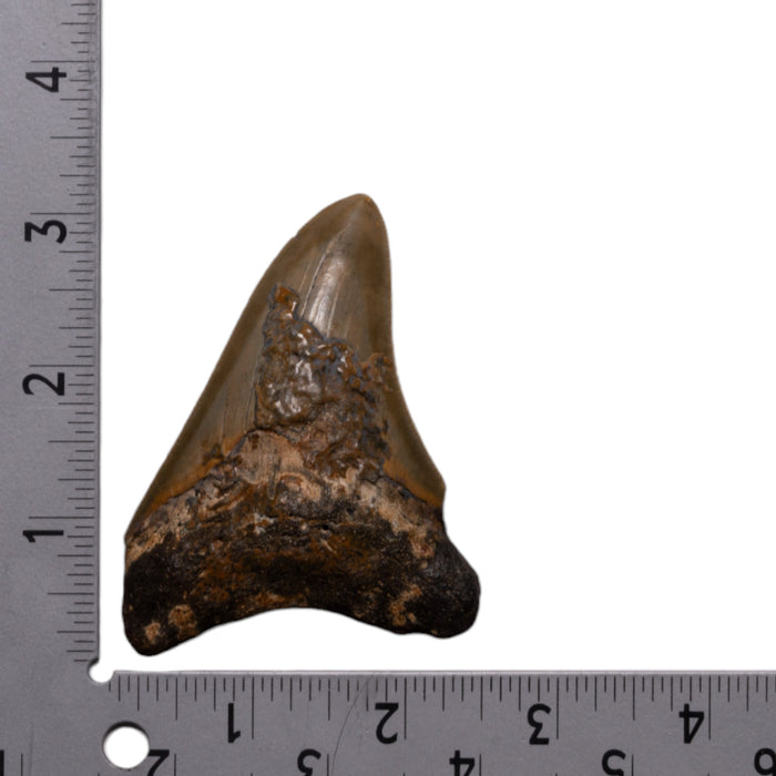 Real Megalodon Tooth