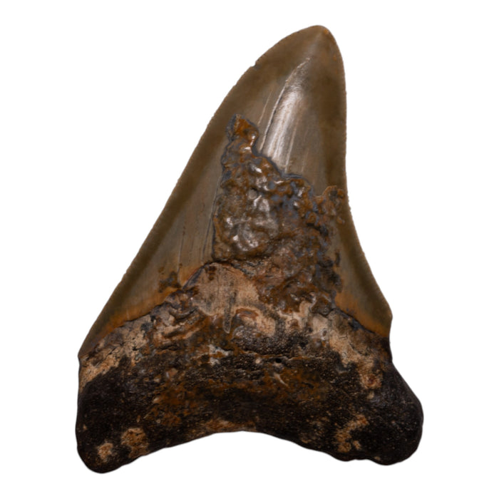 Real Megalodon Tooth