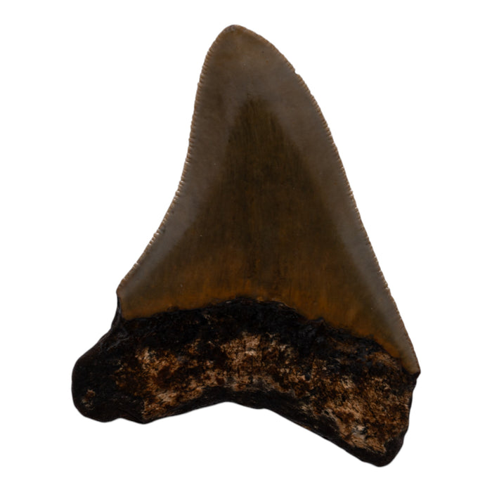 Real Megalodon Tooth