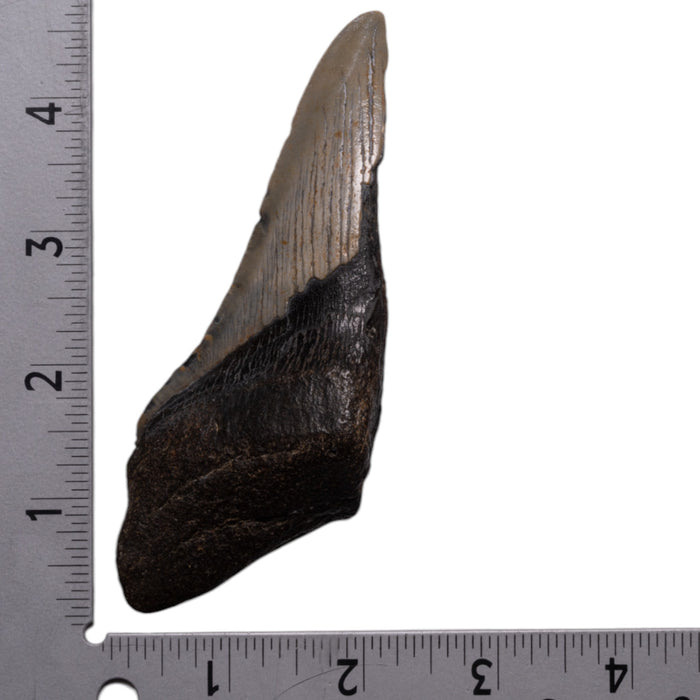 Real Megalodon Tooth - Half