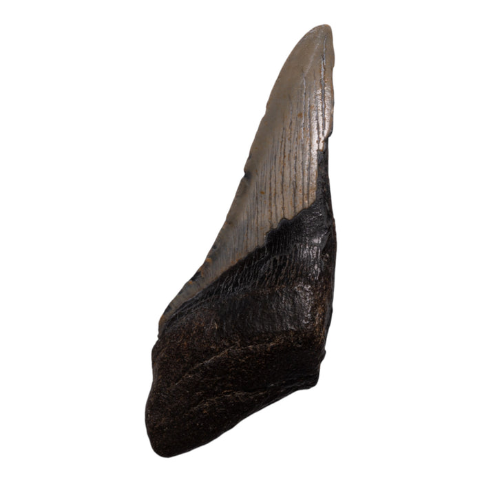 Real Megalodon Tooth - Half