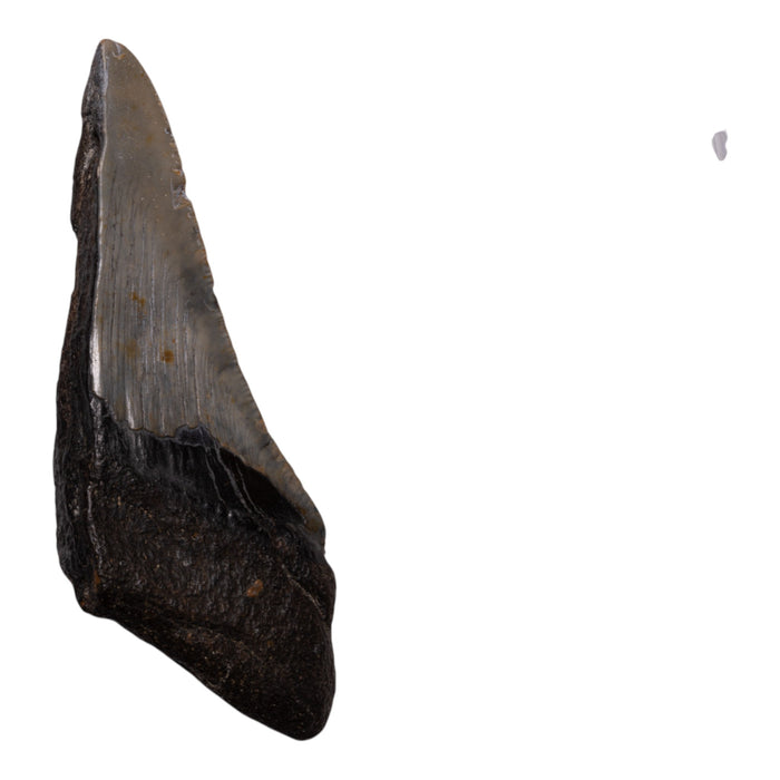 Real Megalodon Tooth - Half