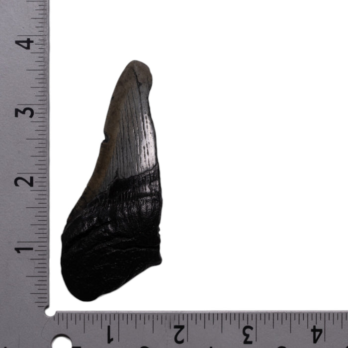 Real Megalodon Tooth - Half