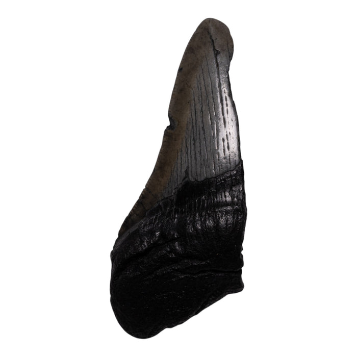 Real Megalodon Tooth - Half