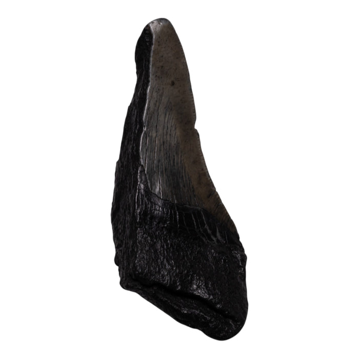 Real Megalodon Tooth - Half