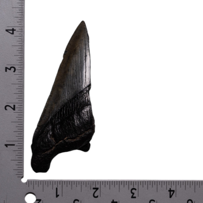 Real Megalodon Tooth - Half