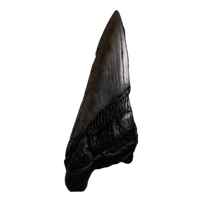 Real Megalodon Tooth - Half