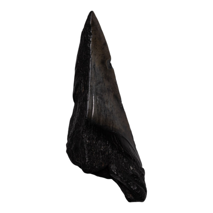 Real Megalodon Tooth - Half