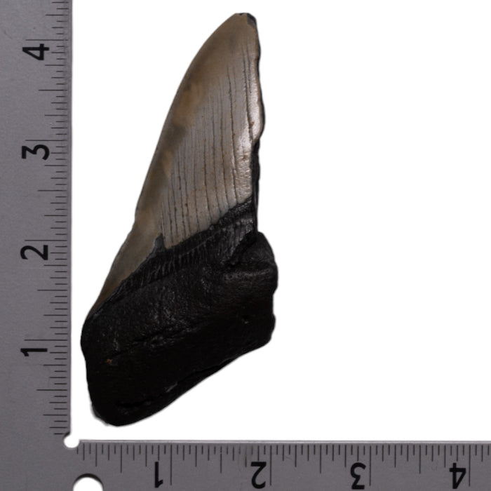 Real Megalodon Tooth - Half