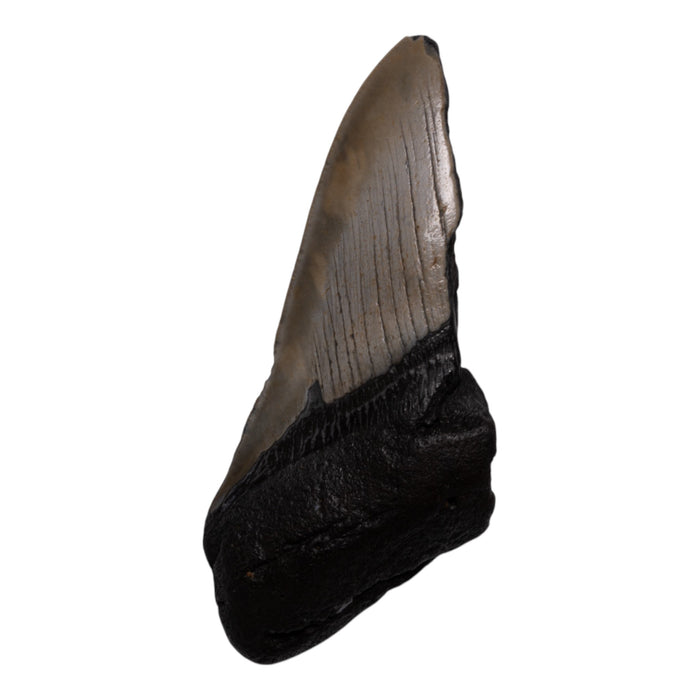 Real Megalodon Tooth - Half