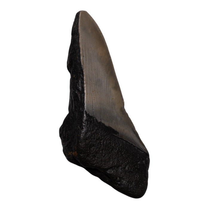 Real Megalodon Tooth - Half