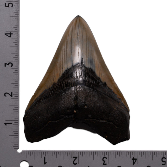 Real Megalodon Tooth