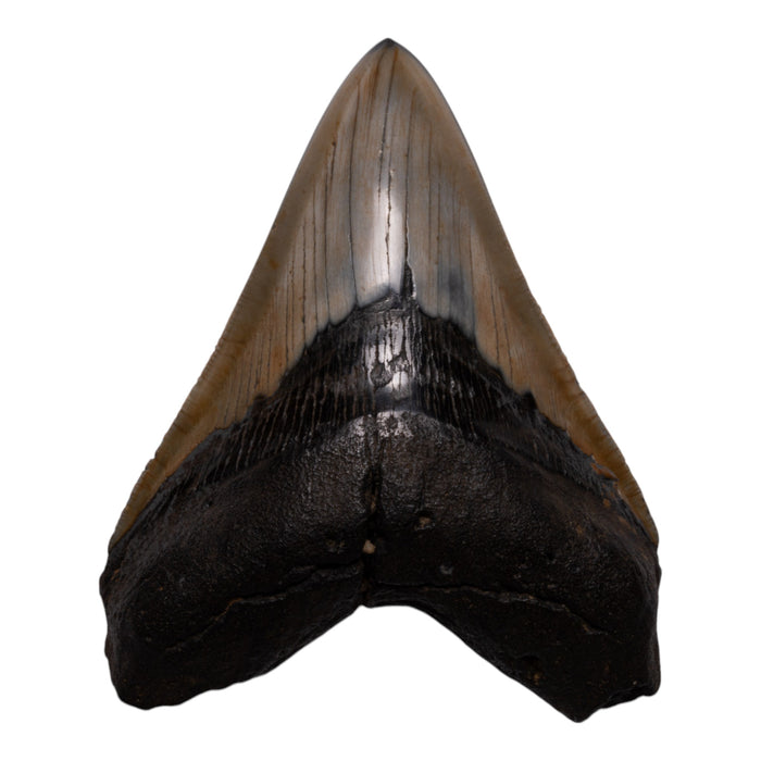 Real Megalodon Tooth