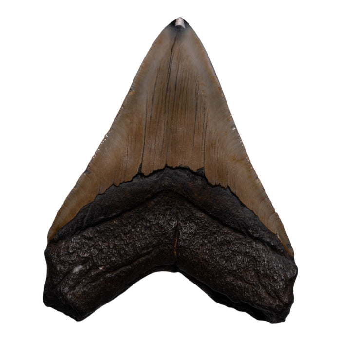 Real Megalodon Tooth