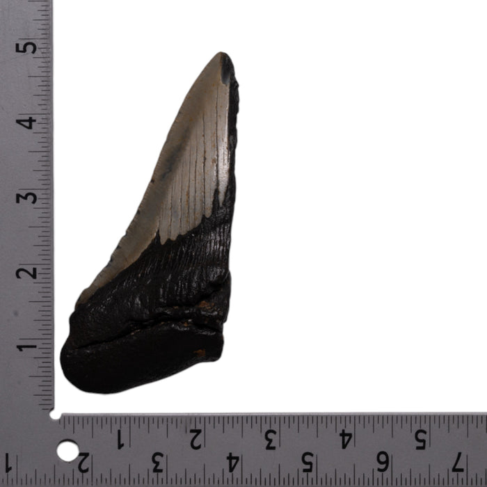 Real Megalodon Tooth - Half