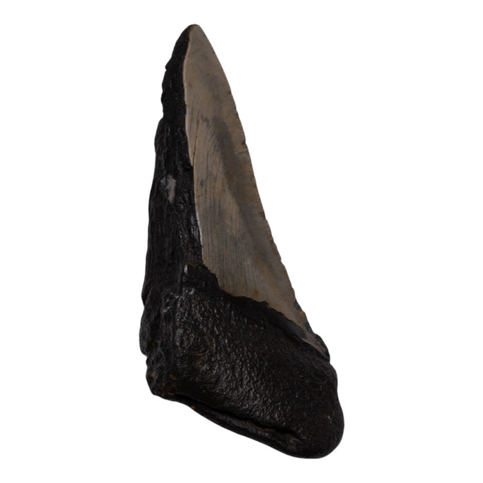 Real Megalodon Tooth - Half