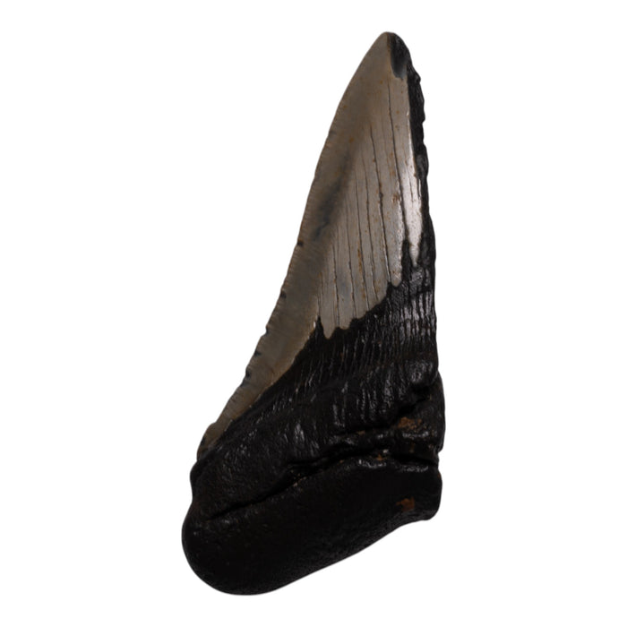 Real Megalodon Tooth - Half