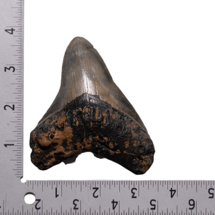 Real Megalodon Tooth