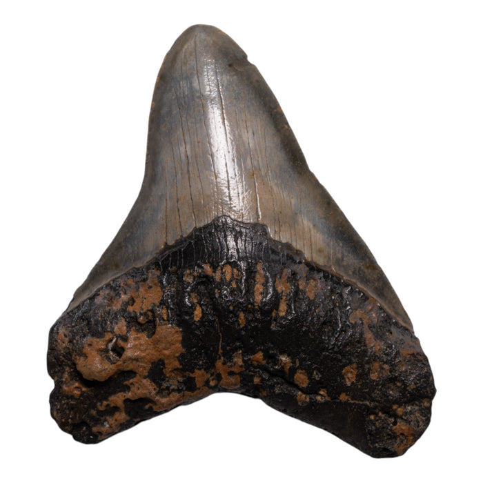 Real Megalodon Tooth