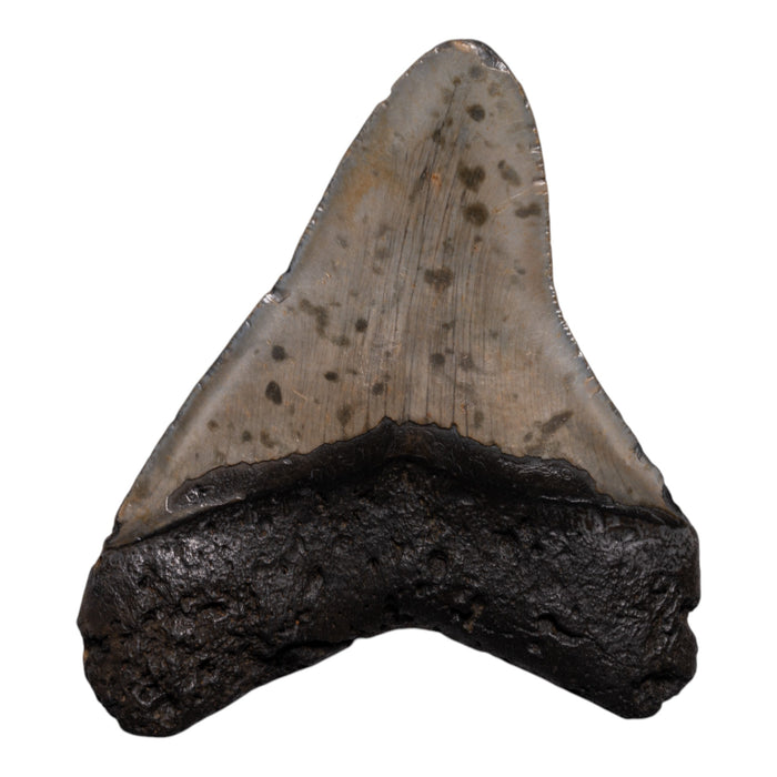 Real Megalodon Tooth