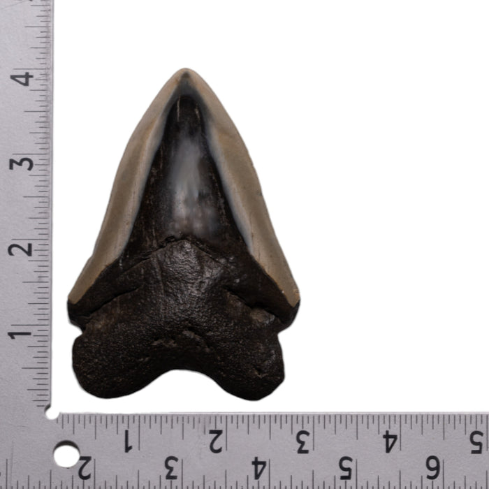 Real Megalodon Tooth