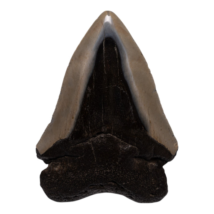 Real Megalodon Tooth