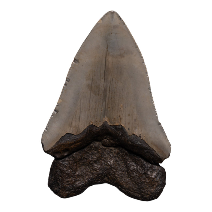 Real Megalodon Tooth