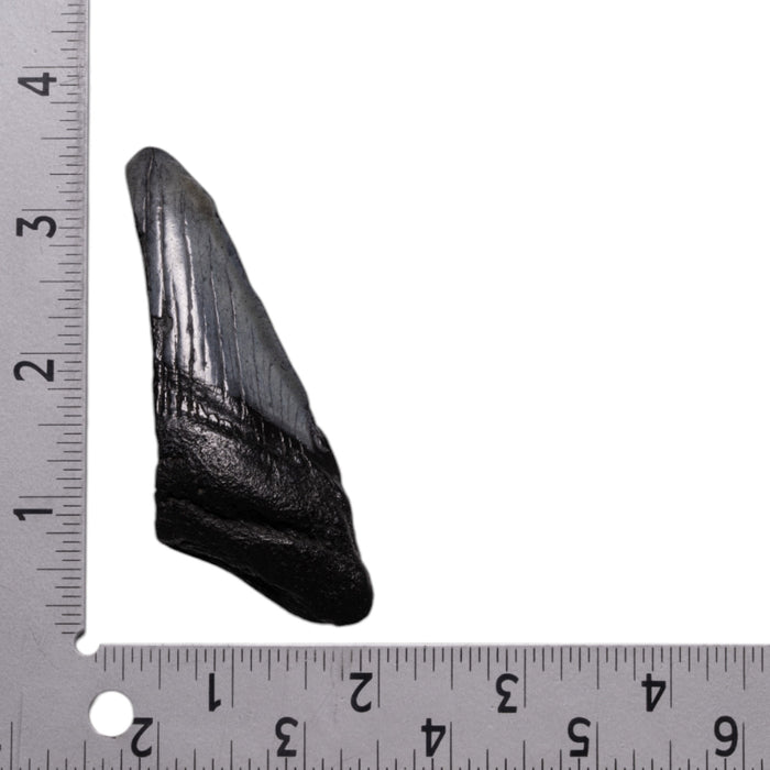 Real Megalodon Tooth - Half