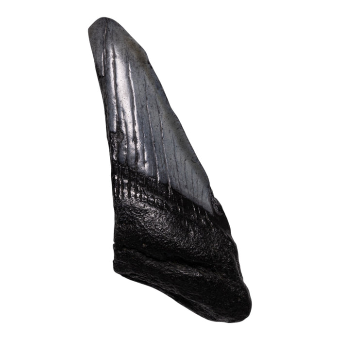 Real Megalodon Tooth - Half